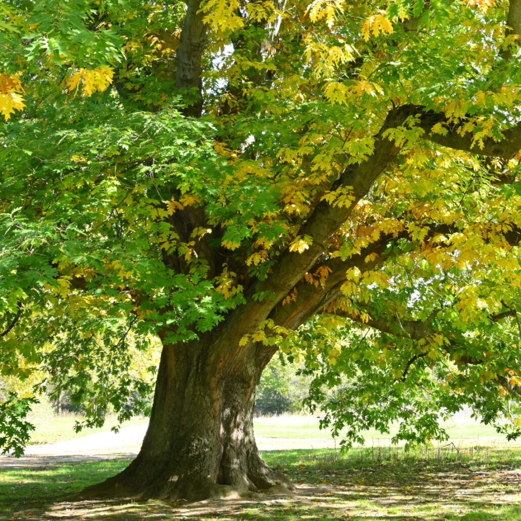 Baum des Jahres 2025 Roteiche Baumpflegeportal