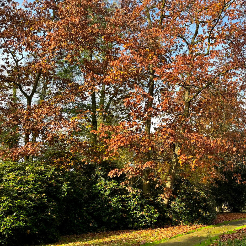 Baum Des Jahres 2025: Roteiche - Baumpflegeportal